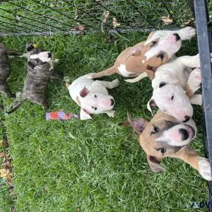Bull terrier