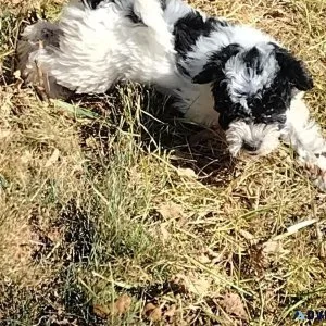 Shihpoo puppy