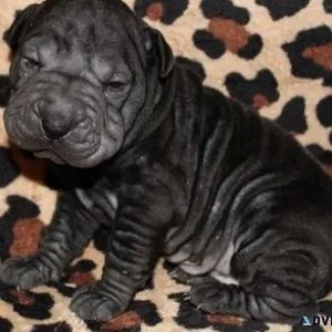 Gorgeous Chinese Shar-Pei Puppies