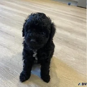 A Maltipoo 14 weeks for sale Gender Male