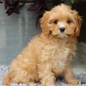 Home raised Cavapoo Puppies For Sale.