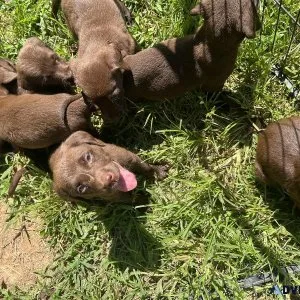 Chocolate lab puppies