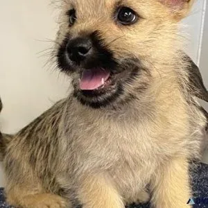 Lovely Cairn Terrier puppies