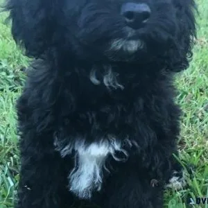 Beautiful Cavachon Puppies