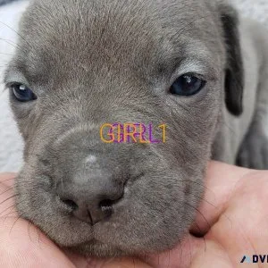 Cane corso puppies