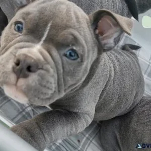 Beautiful micro bully