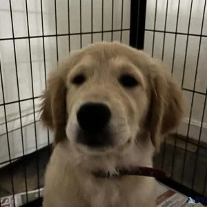 Golden Retriever puppies
