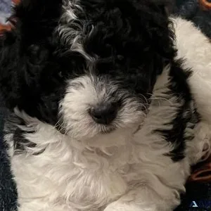 Purebred Toy Poodle Puppies