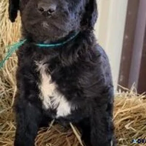 Adorable Chesapeake Bay Retriever Puppies