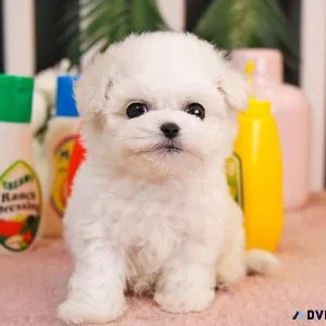ADORABLE BICHON FRISE PUPS