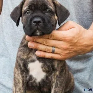 UKC Cane Corso puppies boys and girls