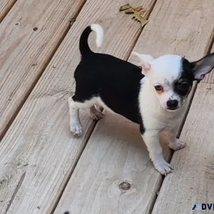 Beautiful Chihuahua Puppies Available