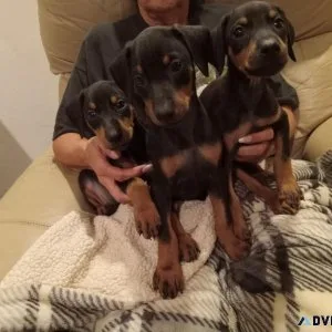AKC DOBERMAN PUPPIES