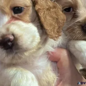 Cocker Spaniel Puppies