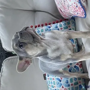 French bulldogs AKC