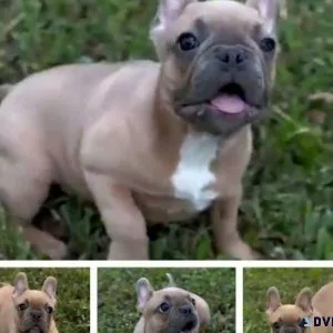 HAVE PUPPIES FOR SALE (FLORIDA)