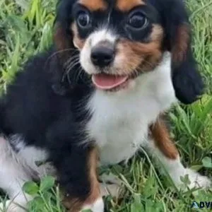 AKC Cavalier King Charles Spaniel Puppies