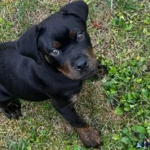 Rottweiler female