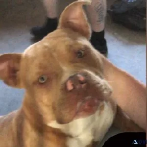 American pocket bully