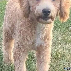Mini male Poodle