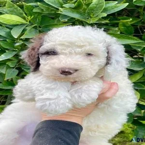 Labradoodle Puppies