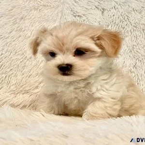 Maltipoo Puppies