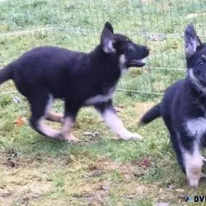 Well Trained German Shepherd puppies