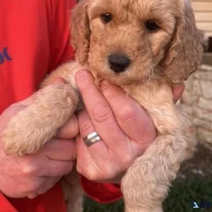Goldendoodle puppies