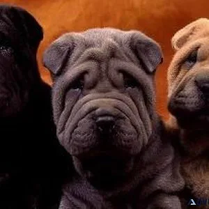 Shar Pei Puppies For Sale  Pottyregisteredpuppi es.com