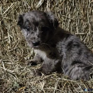 Golden RetrieverAustralian Shepherd puppies