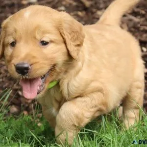 Full Blooded Golden Retriever puppies