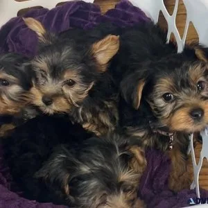 CKC Yorkies