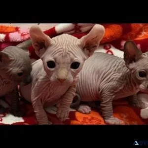 Sphynx boys