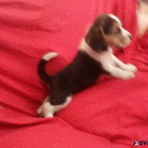 CKC registable Beagle Pups