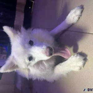 7 months American Eskimo ready for new home