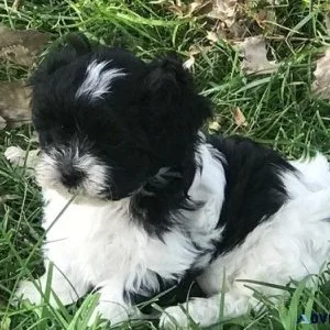 Beautiful Shihpoo puppies available