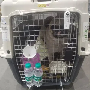 Pet moving services