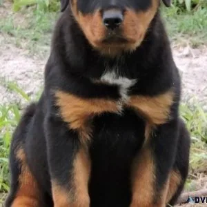 cold German rottweiler puppies for good homes