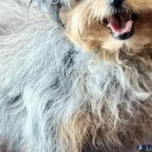 Toy blue Merle aussiedoodle female