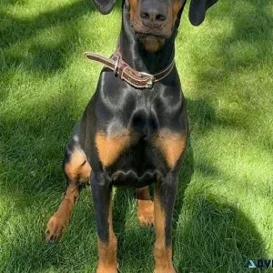 Doberman - Female