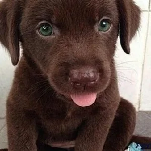 Dog for sale