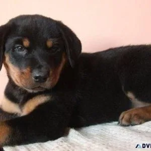 comfortable German rottweiler puppies for good homes