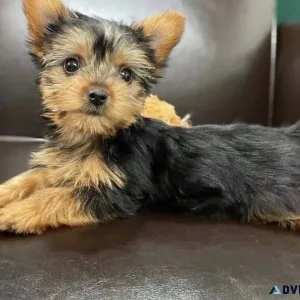 Beautiful male and female yorkie puppeis