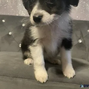 Gorgeous toy Australian shepherd female