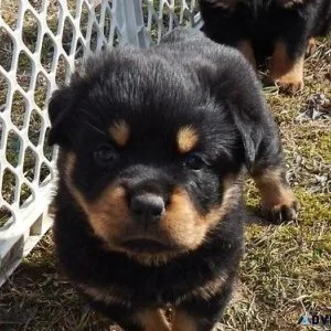 clever German rottweiler puppies for good homes