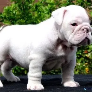 White English Bulldog