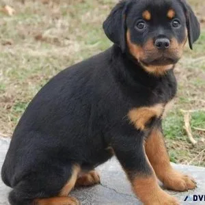 compassionate German rottweiler puppies for good homes