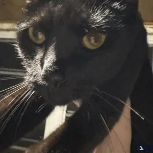 Black Cat To Good Home