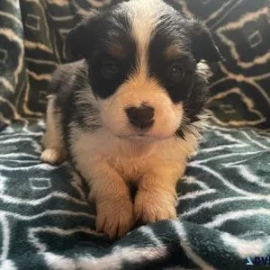 Gorgeous purebred Pembroke corgi (fluffies)