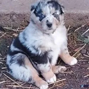 Puppies for sale